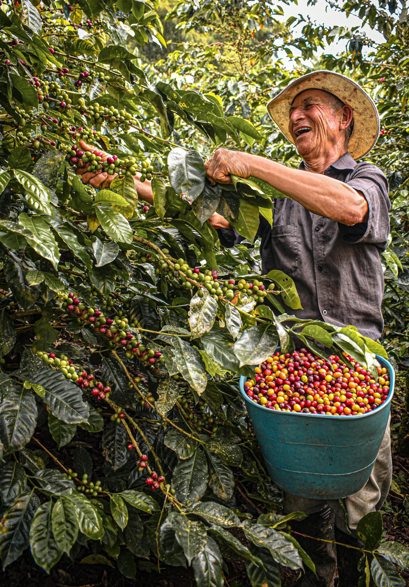 Primer plano de un agricultor con sombrero de paja y camisa gris, sonriendo mientras recolecta bayas rojas y maduras de café en un cafetal.