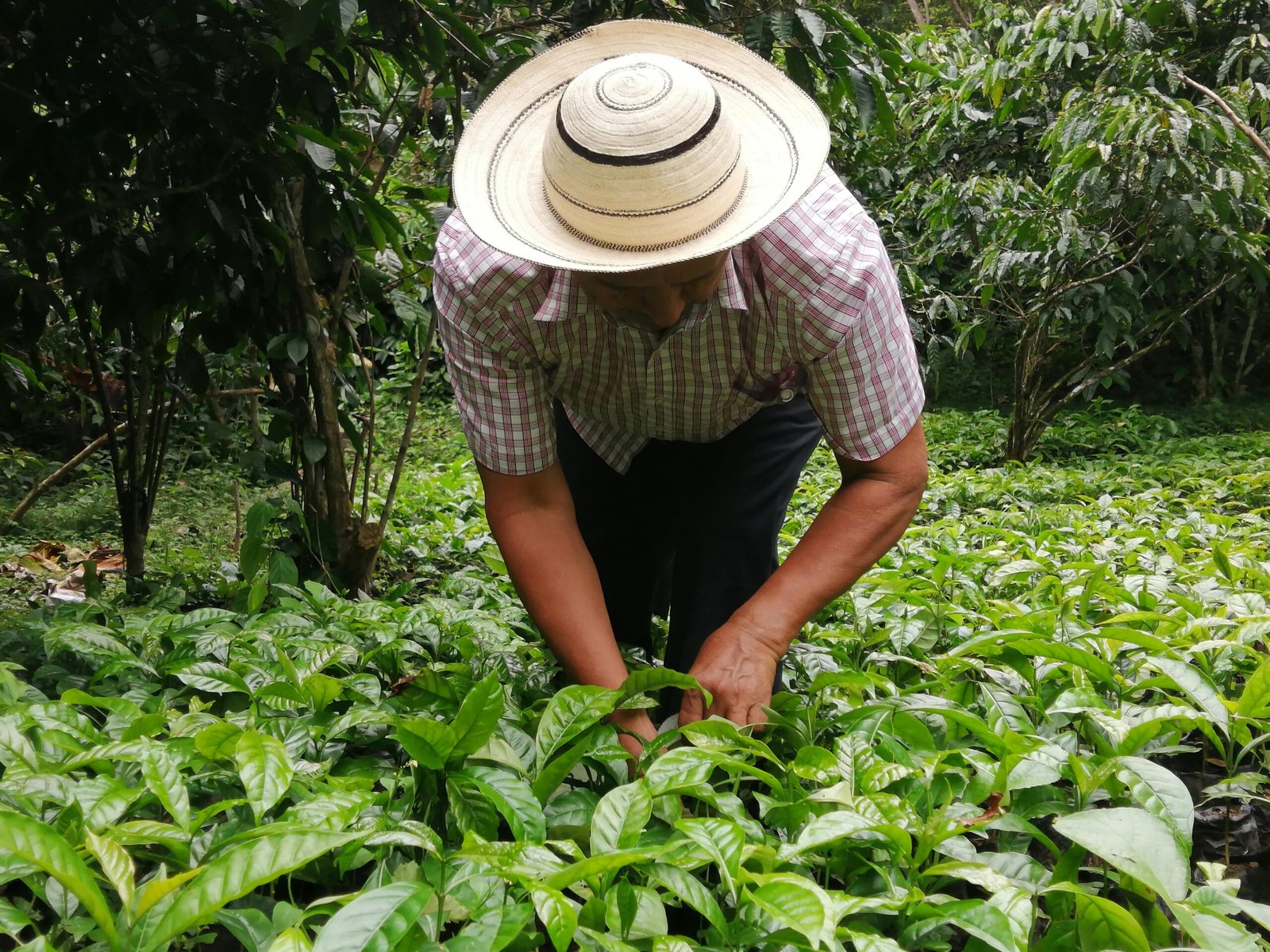 Un agricultor con sombrero tradicional trabaja agachado cuidando un cultivo de plantas verdes en un campo.